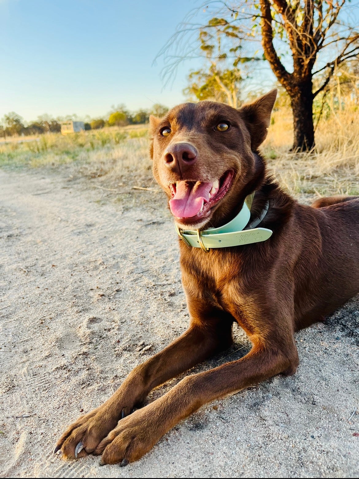 JKS Biothane Dog Collar & Lead Set
